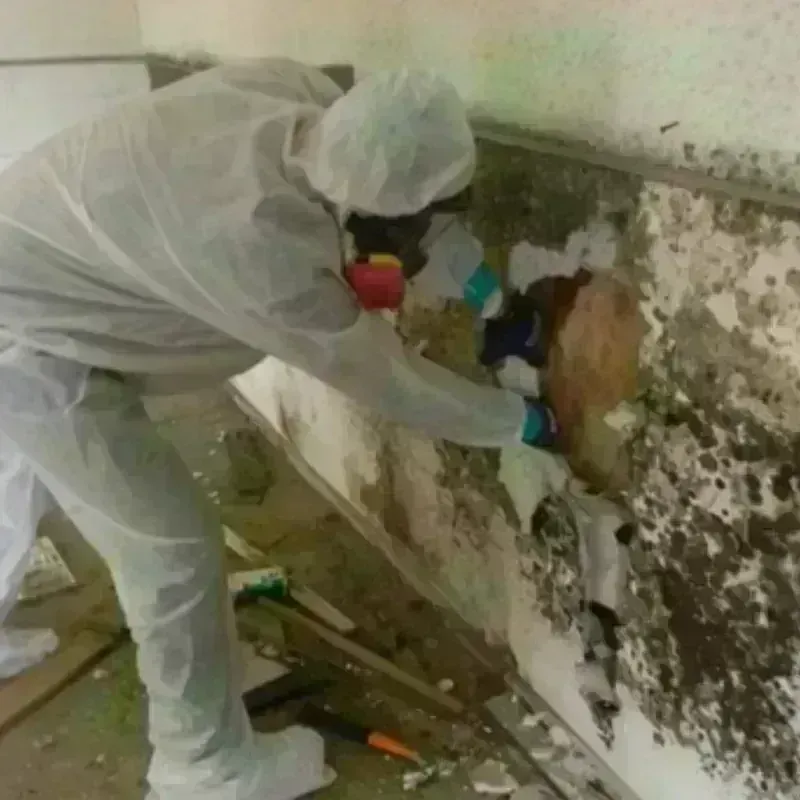 Mold Remediation and Removal in Brenham, TX